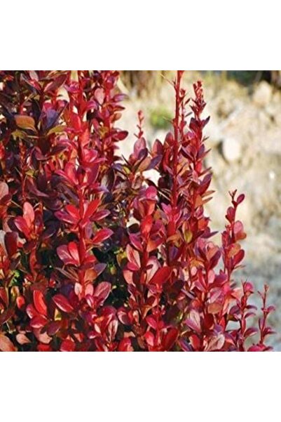 Mimoza Kırmızı Berberis Thunbergii Kadın Tuzluğu Fidanı 20-40 cm