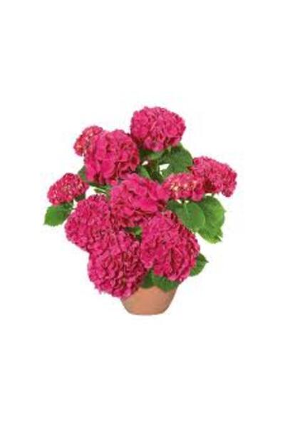ÖZGÜVEN TARIM Ortanca Çiçeği Fidanı 10-20 cm