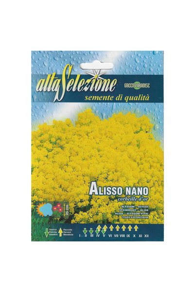 Alta Selezione Alisso Nano Premium Quality Seeds (Corbeille d'or) Made in Italy