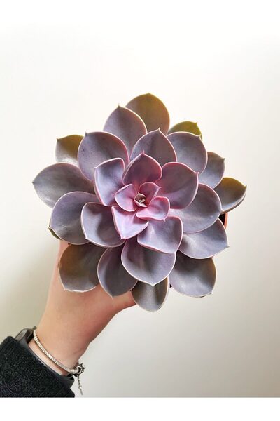 SYNETELLYA Echeveria Purple Pearl ( 5.5 Cm Saksıda )
