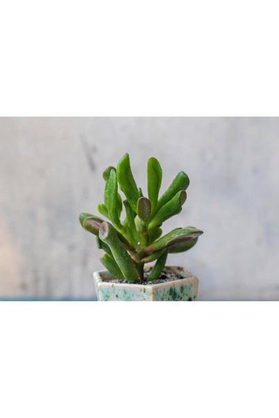SYNETELLYA Crassula Ovata Gollum ( Shrek kulağı) Sukulent 5,5 cm saksıda