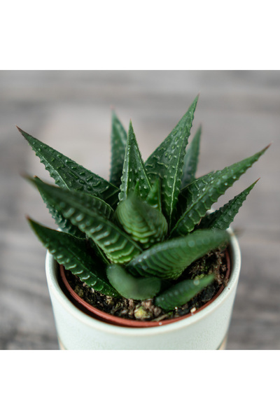 SYNETELLYA Haworthia Limifolia Sukulent 5,5cm Saksıda 1 Adet