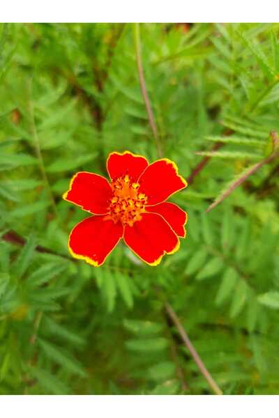 RavdaFlora Karanfil Çiçeği Fidesi Turuncu-Sarı-Saksıda-Sürdürülebilir Tohumdan üretilmiştir