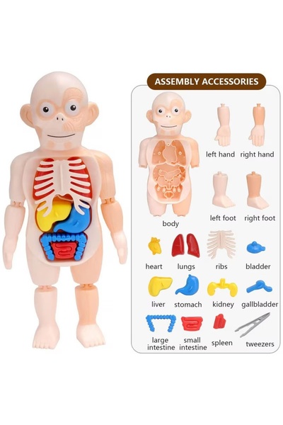 Creative Toys Human Body Anatomy Set