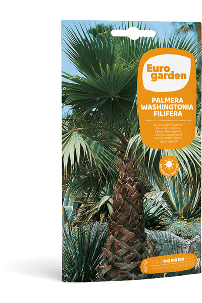 EURO GARDEN بذور نخيل واشنطنيا (Palmera Washingtonia Filifera) عالية الجودة م...