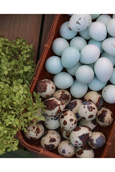 KARACAN SÜS TAVUKLARI VE YUMURTA 72 Adet Kuluçkalık Celadon Bıldırcın Yumurta...
