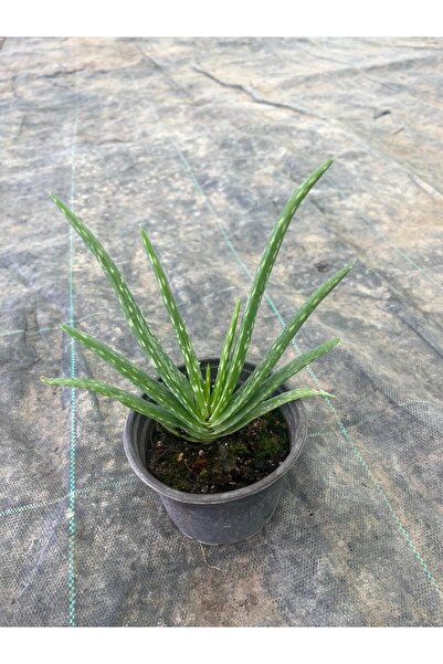 artemisiatıbbibitki Aloe Vera Bitkisi 14 cm lik Saksı
