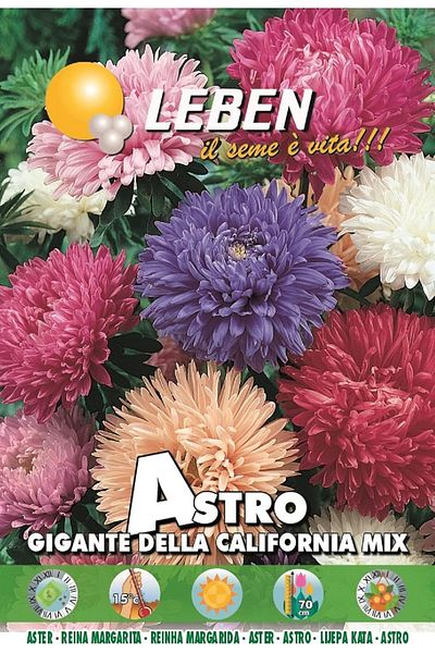 Leben Aster (Astro Gigante Della California Mix) Premium Quality Seeds Made in Italy