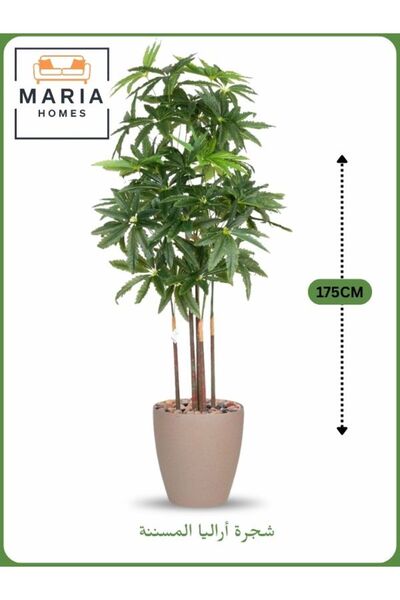 MARIA HOMES Artificial Aralia Tree 175 cm – 5 Branches in Beige Plastic Pot