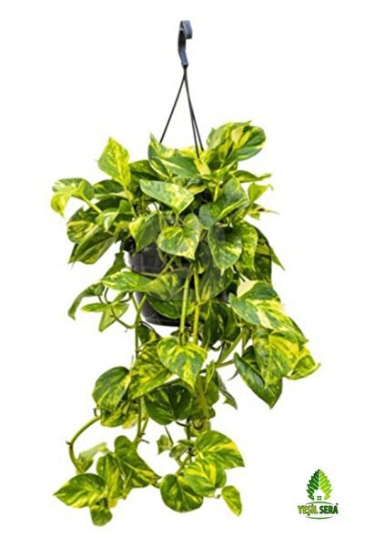 yeşilsera Sarmaşık Pothosev Salon Ve Ofis Sarmaşığı Askılı