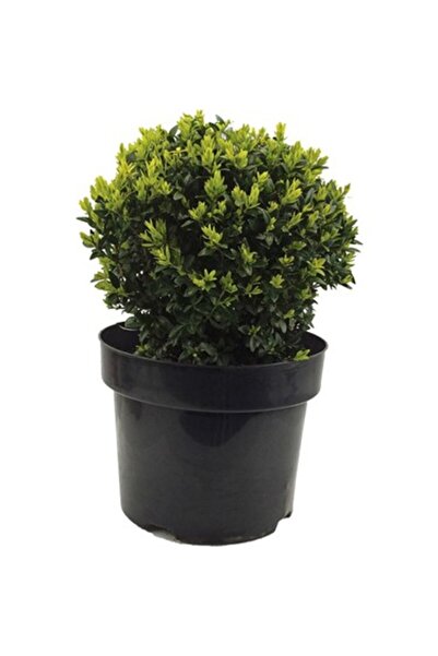 Mimoza Boxwood Seedling Şimşir Fidanı 20-40 Cm ( Buxus Japonica Rococo )