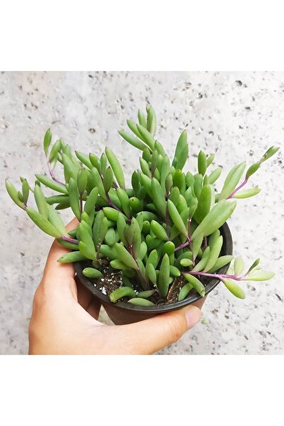 SYNETELLYA Othonna Capensis, Yakut Kolyesi, Örtücü, Sukulent (5.5 Cm Saksıda)