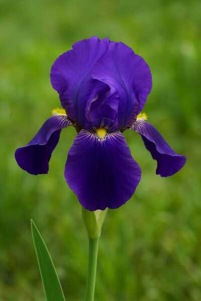 RavdaFlora Mor Süsen Çiçeği Fidanı Saksıda