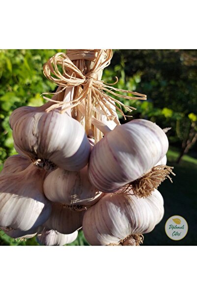 Diplomaliciftci Sarımsak (1 Kg) - Ata Tohum Mor Hareli Sarımsak