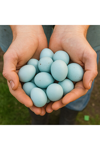 KARACAN SÜS TAVUKLARI VE YUMURTA 60 Adet Kuluçkalık Celadon Bıldırcın Yumurta...