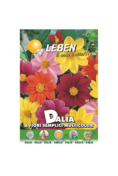 Leben بذور داليا (زهرة واحدة متعددة الألوان) عالية الجودة مصنوعة في إيطاليا