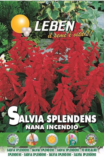 Leben Salvia Splendens (Salvia Splendens Nana Incendio) Premium Quality Seeds Made in Italy