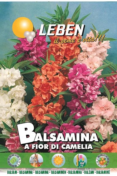 Leben Balsam (Balsamina A Fior Di Camelia) Premium Quality Seeds Made in Italy