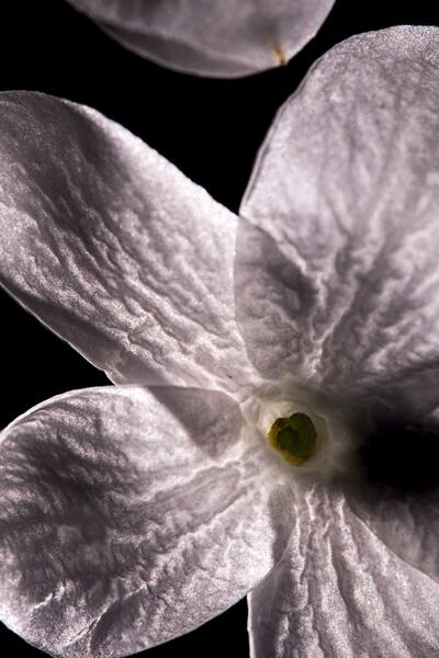 Yves Saint Laurent Manifesto Perfume 50ml for Women3365440226630