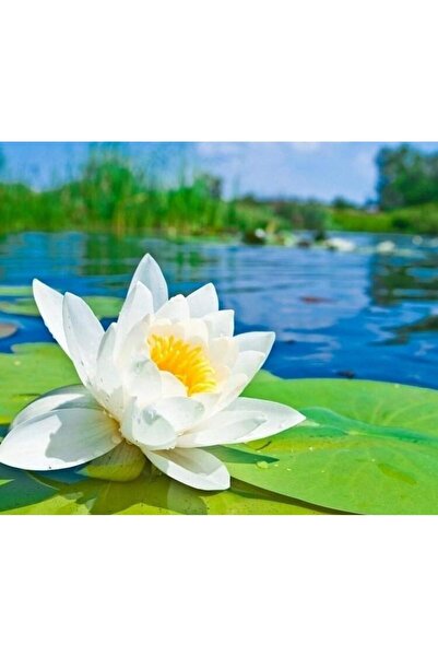 prestijiseed 3 Adet Tohum Nadir Beyaz Uzak Doğu Kutsal Lotus Çiçeği Tohumu Be...