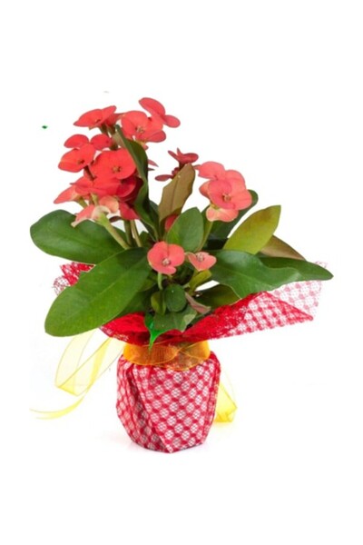 Genel Markalar Dikenler Taci Euphorbia Milii