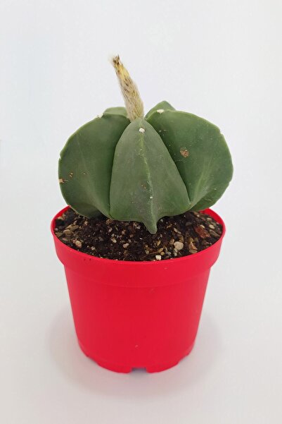 Toptan Kaktüs Astrophytum Miyriostigma Quadricostatum Nadide Tür Tekli Özel K...