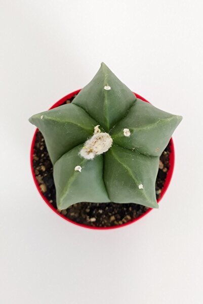 Toptan Kaktüs Astrophytum Miyriostigma Quadricostatum Nadide Tür Tekli Özel Kaktüs 8.5 cm Kırmızı Saksıda