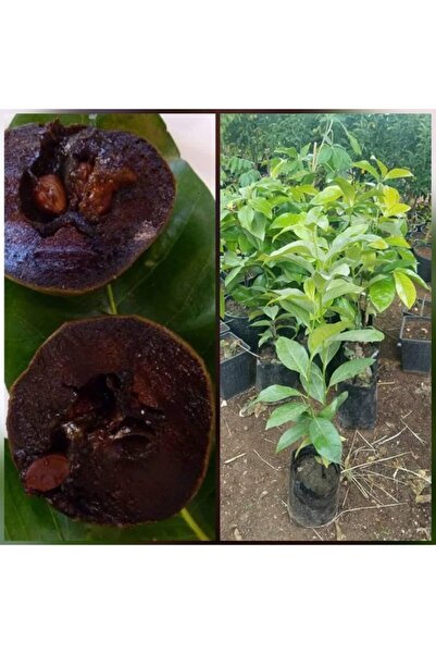 Reyon Bahçe Black Sapote Çikolata Meyvesi Fidanı, Torbada