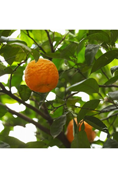 Reyon Bahçe 4 Yaş Turunç Fidanı, Torbada