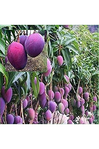 Reyon Bahçe 5 Yaş Aşılı Osten Mango Fidanı,torbada