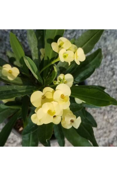 Reyon Bahçe Ithal Orijinal Sarı Euphorbia Milii / Dikenler Tacı Küçük Saksıda