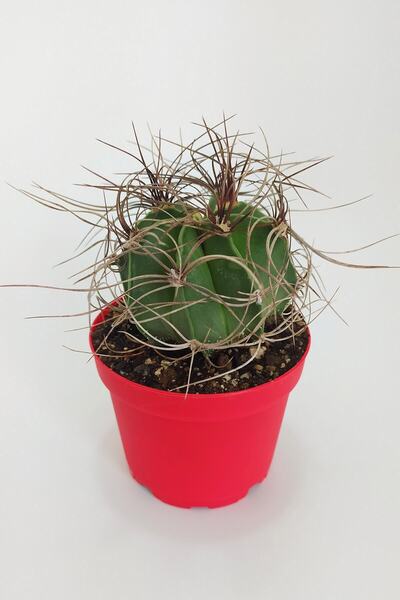 Toptan Kaktüs Astrophytum Capricorne Nadide Tür Tekli Özel Kaktüs 8.5 Cm Kırm...