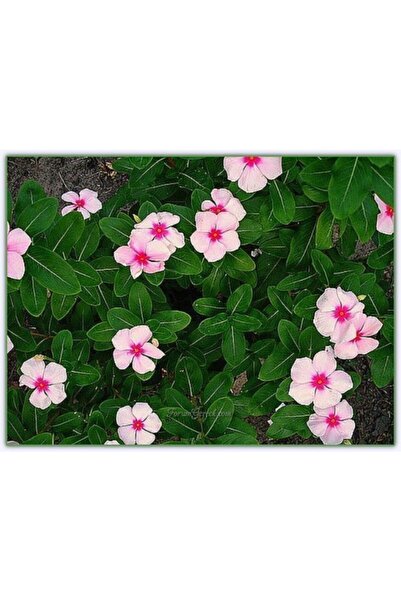 Mevsim Fidancılık Tüplü ( Açık Uçuk Pembe Rozet Çiçeği )( Pervane Çiçeği - Vinca Çiçeği ) ( 7 Lik Tüplerde)