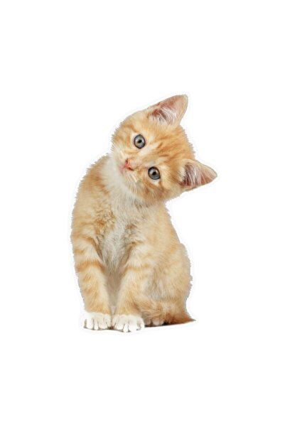 TSC Tabby Cat Orange Kitten Car Sticker 18 cm Model 3
