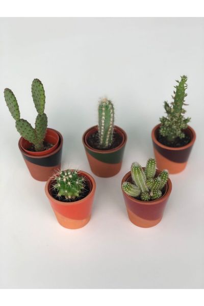 Kaktus Fiyatlari Ve Modelleri
