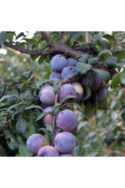 AnamurNaturel Tüplü Yemesi Mükemmel Geçci Anjelika Erik Fidanı