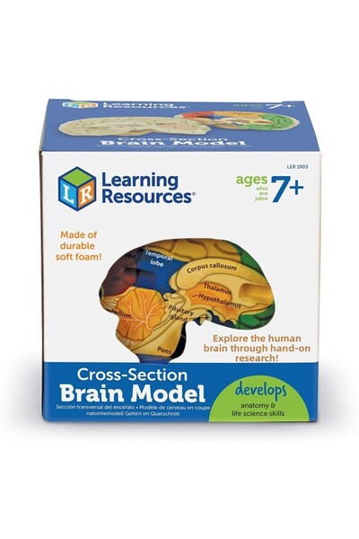 Learning Resources Beyin Kesit Modeli (yumuşak Köpük)