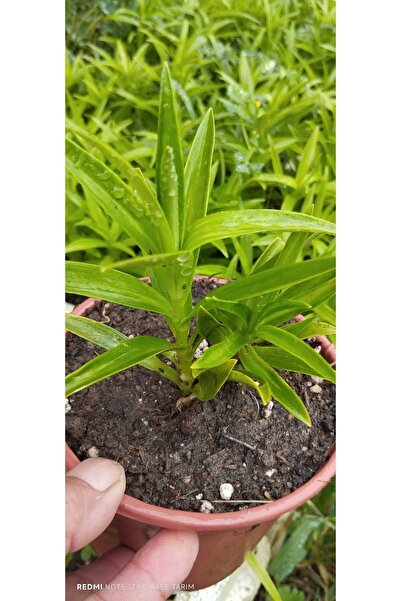 Hınzır Akzambak Soğanı Kücük Boy 10 Adet