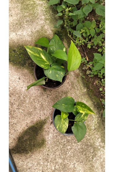 yeşilsera Sarmaşık Pothosev Salon Ve Ofis Sarmaşığı Askılı