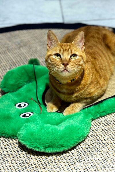 Miyav Cat Scratching Mat Plush Cactus, Jute Surface, Rustling, with Pom-Pom Toy and Fixable