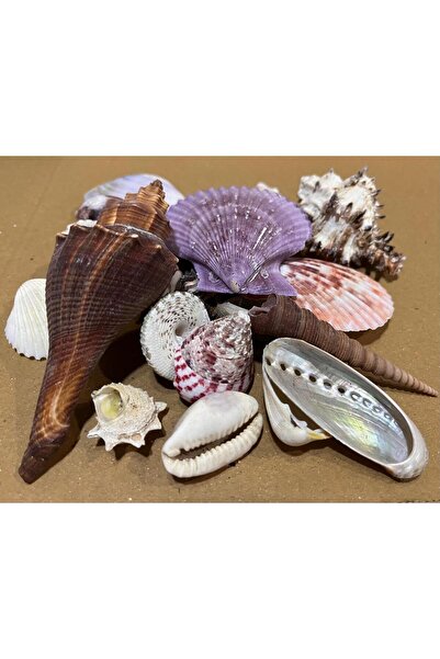 Turkuaz hediyelik Görseldeki Gerçek Deniz Kabukları -Karışık orta Boy 100 gr ...