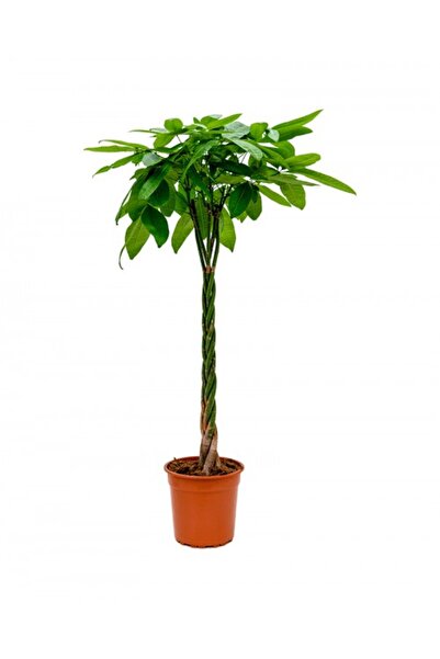 BitkiKapında 110-120 cm Pachira Aquatica (Money Tree- Para Ağacı)