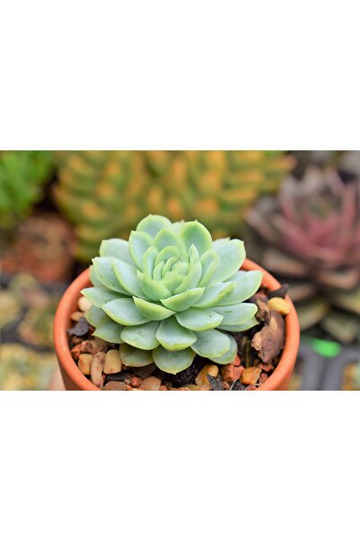 SYNETELLYA Echeveria Elegans Rose Açık Mavi Gül Formunda 5,5 cm saksıda Sukulent