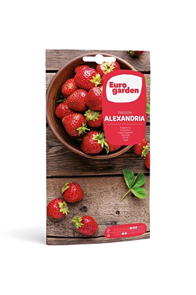 EURO GARDEN بذور الفراولة (فريسون الإسكندرية) عالية الجودة