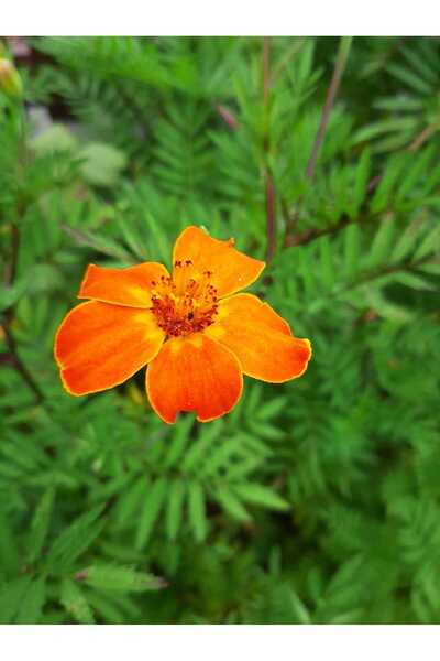 RavdaFlora Karanfil Çiçeği Fidesi Turuncu-Sarı-Saksıda-Sürdürülebilir Tohumdan üretilmiştir