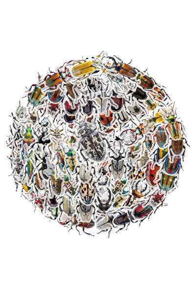 Choice 50 قطعة من ملصقات موسوعة الخنافس، توعية بالتعرف على الحشرات، زينة بلاس...