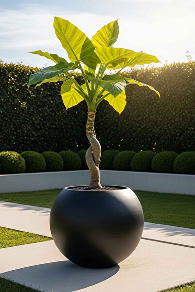 DEQQU Aura Sphere Fiber Küre Saksı - Çap 60cm x Yükseklik 50cm Büyük Boy