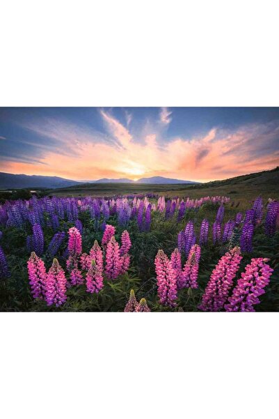 RAVENSBURGER Puzzle - Lupin Field, 500 pieces