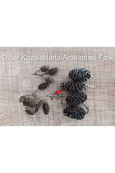 Akvaryum Özel Jumbo Boyda Yoğun Etkili Kızılağaç Kozalağı 40 Adet