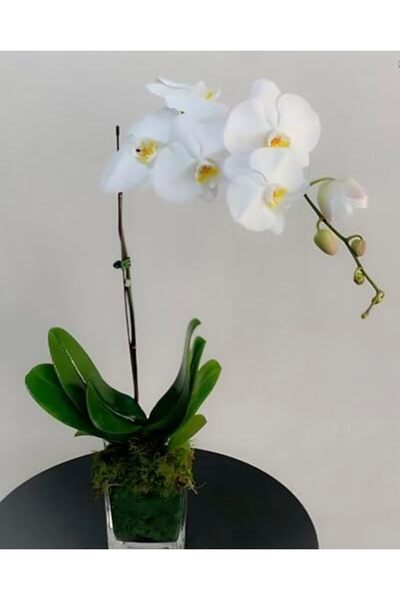 Generic نبات أوركيد داخلي حقيقي، 70 سم، ثنائي اللون الأبيض والأرجواني